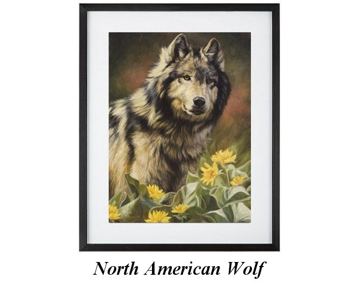 North American Wolf